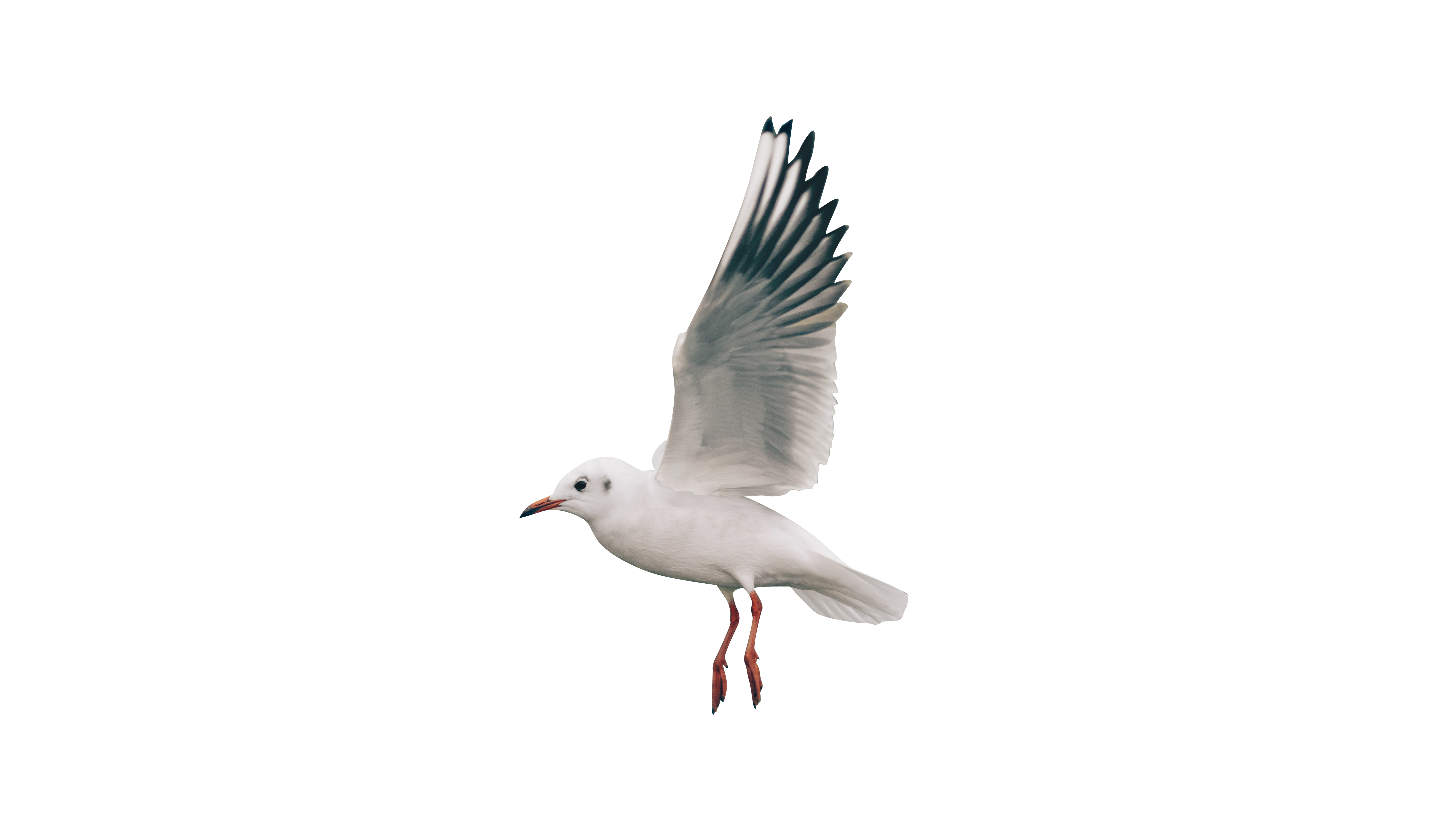 White bird flying Transparent Background PNG