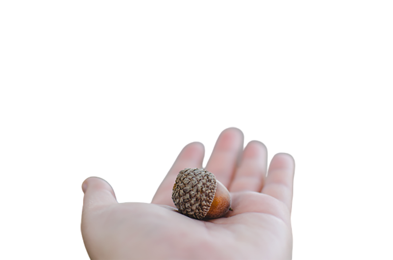 A brown date in hand transparent background PNG 