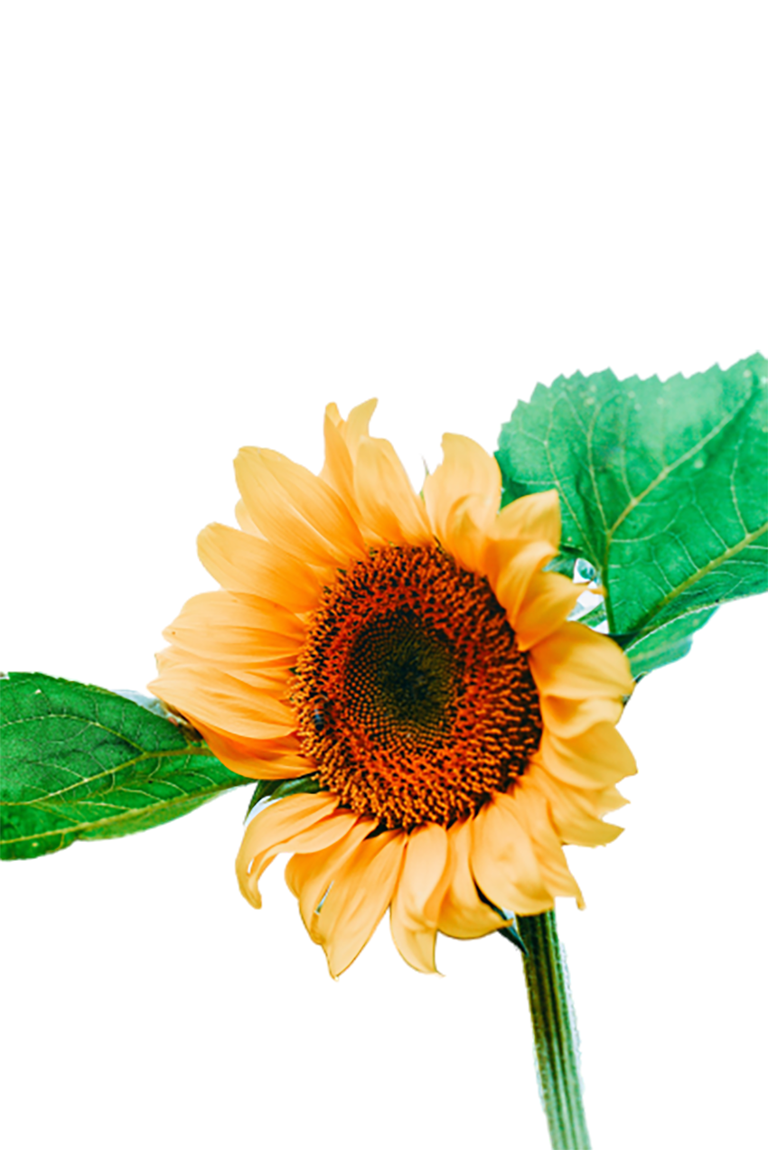 Beautiful sunflower with green leaves transparent background PNG