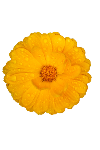 Pot Marigold or Calendula transparent background PNG