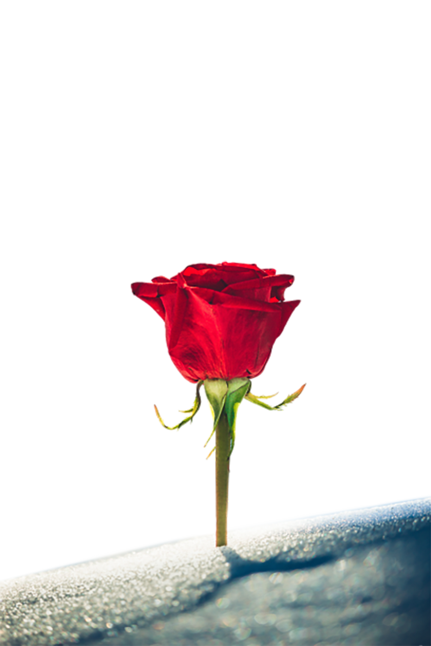 Rose in water transparent background PNG