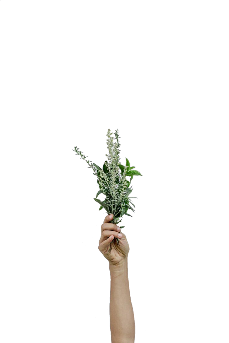 Hand Holding Flowers Transparent Background PNG
