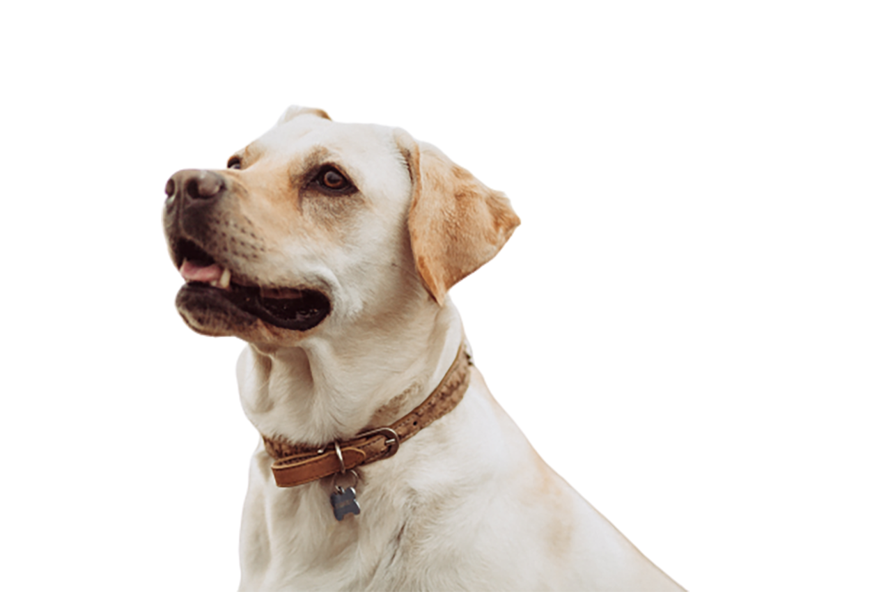 White Dog looking at his owner transparent background PNG