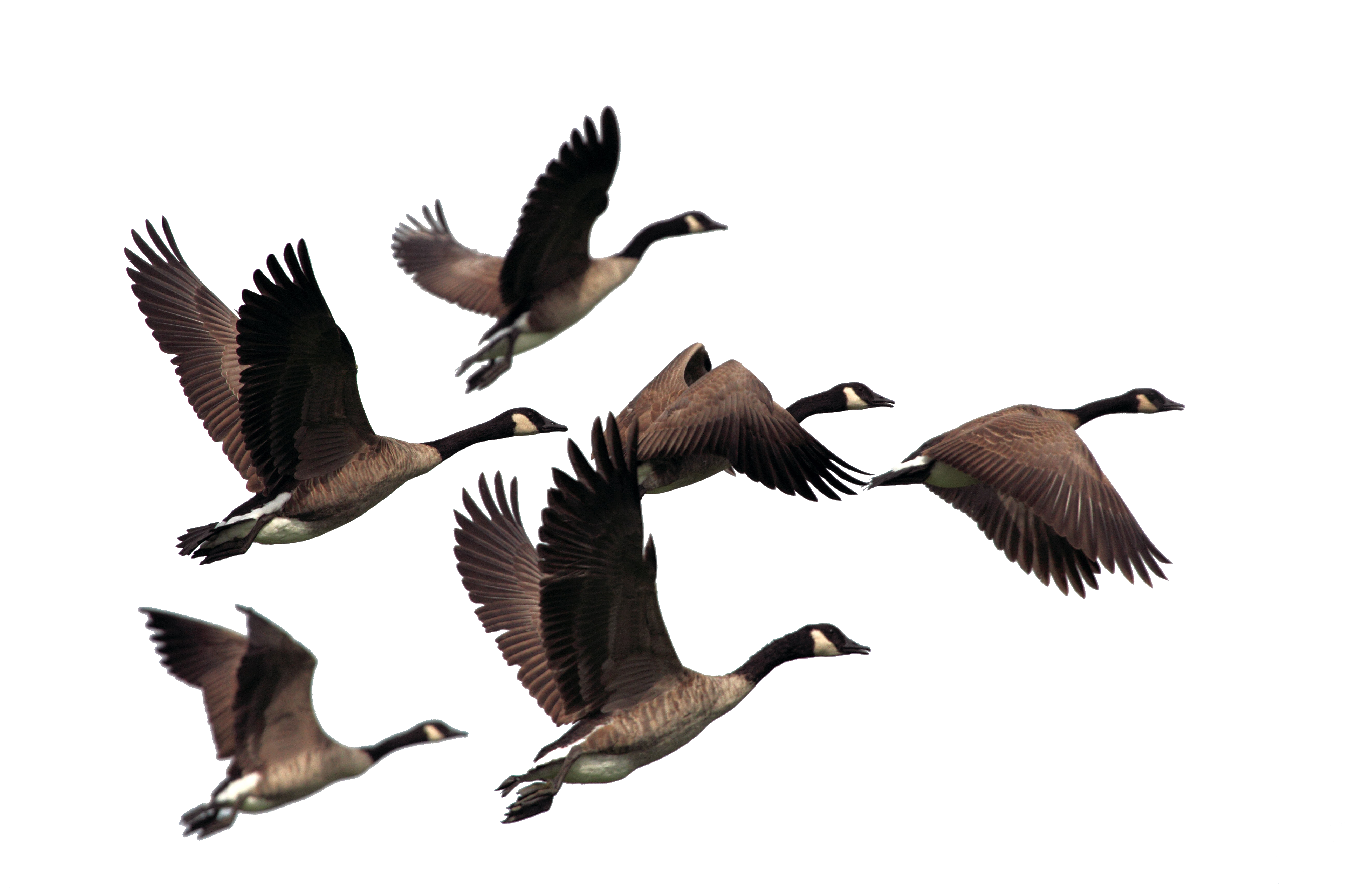 Flock of Geese Transparent Background PNG