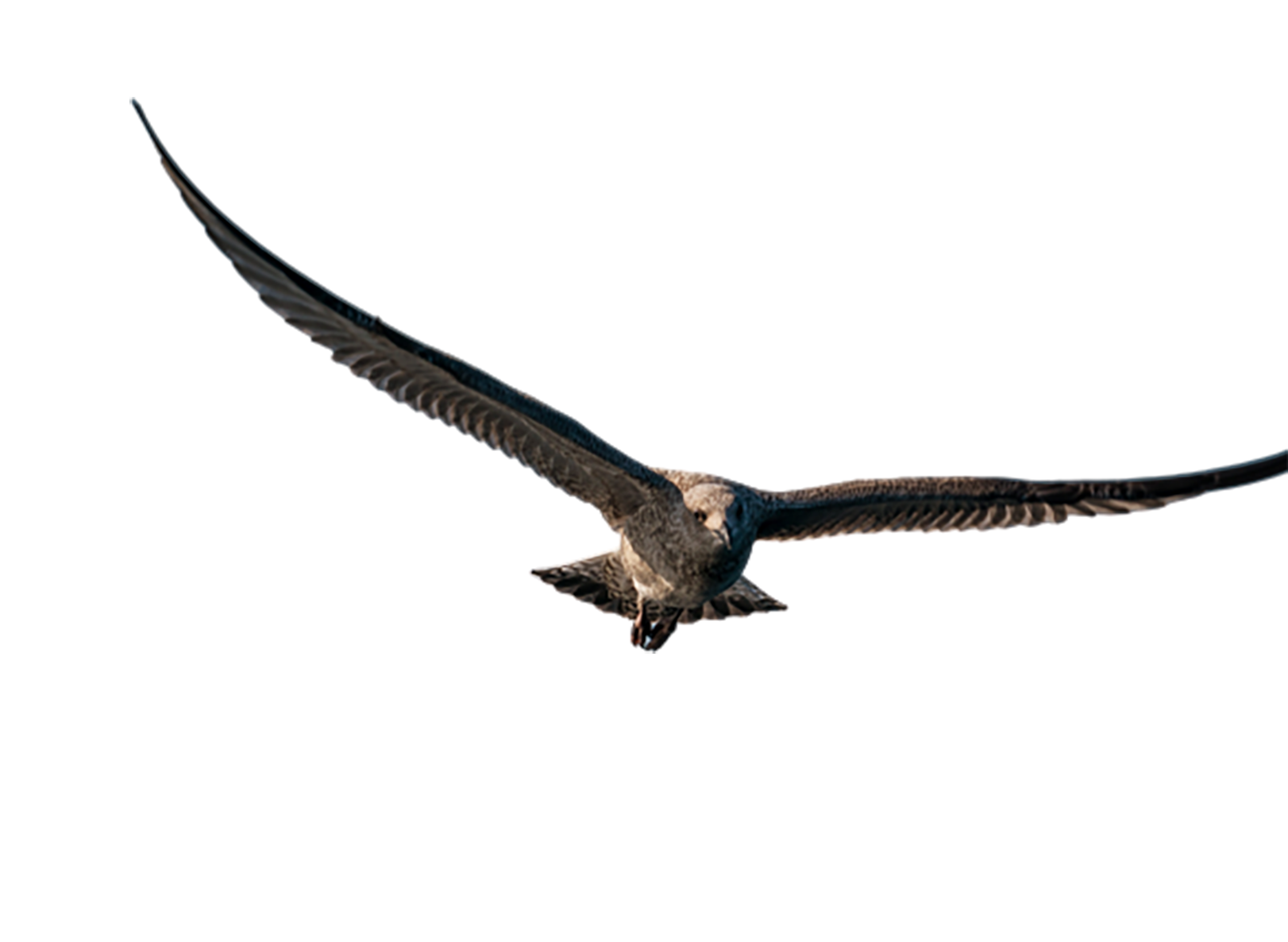 Falcon is flying, transparent background PNG