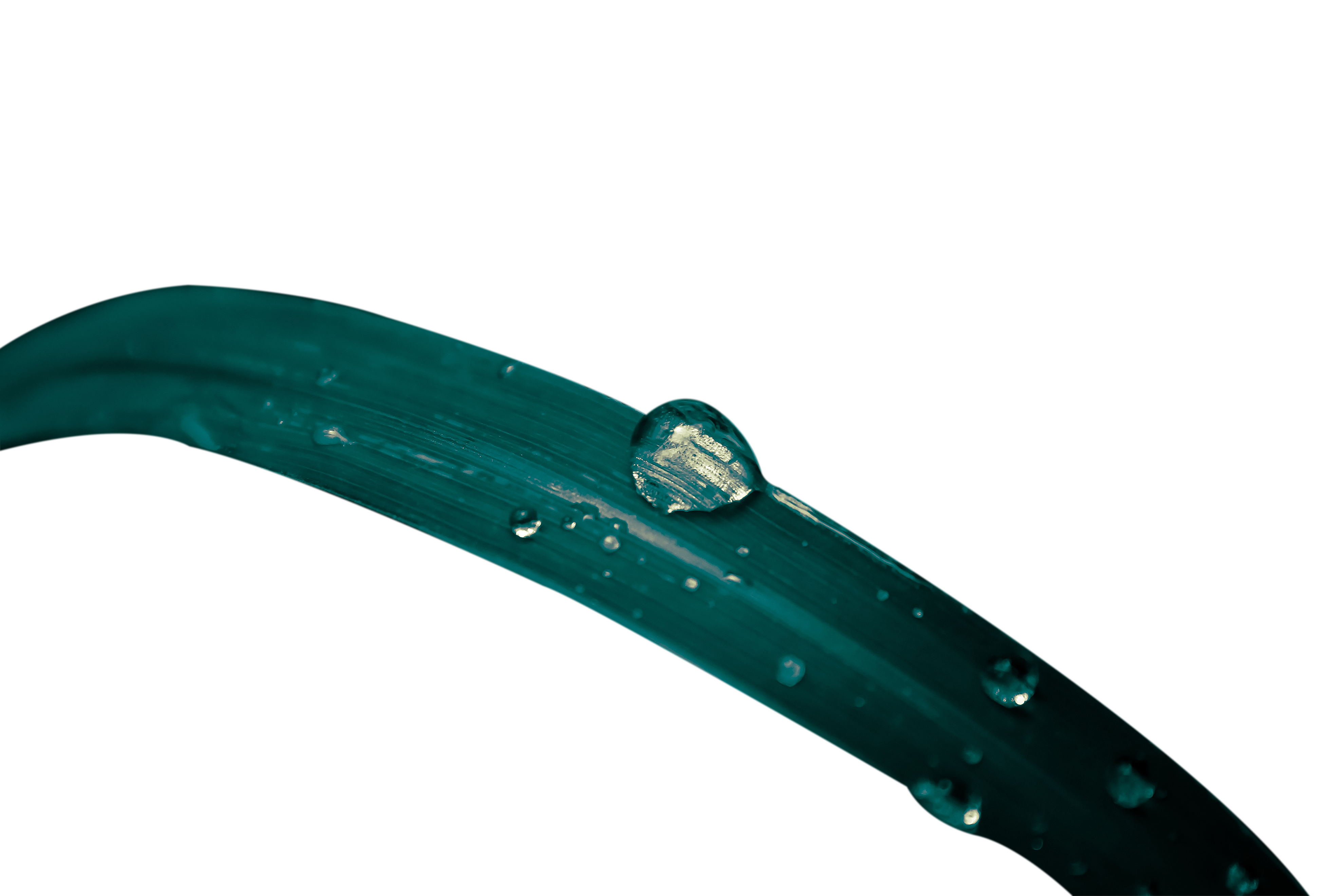 Dew drops in a grass transparent background PNG