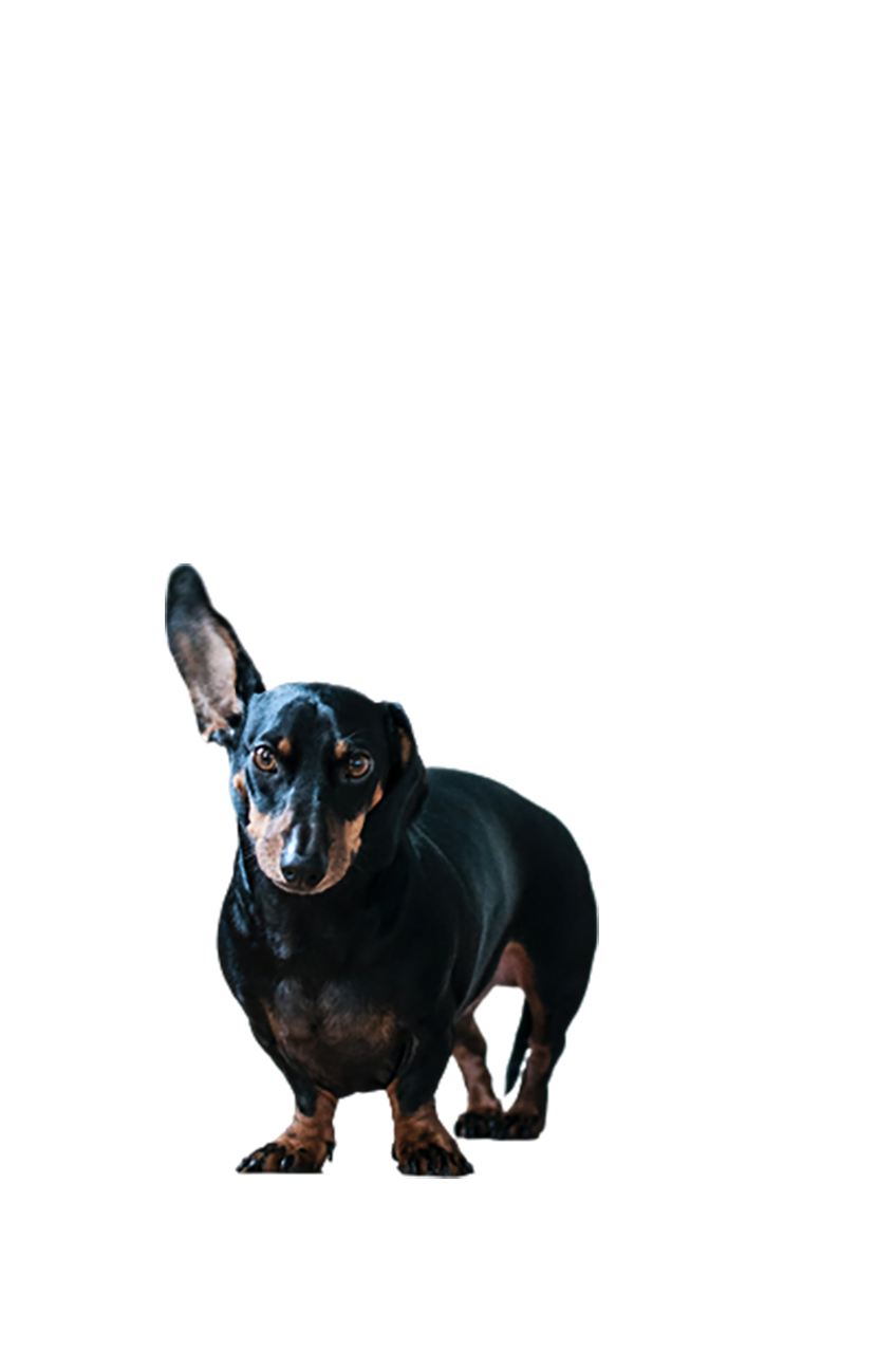 Black Wiener dog standing transparent background PNG
