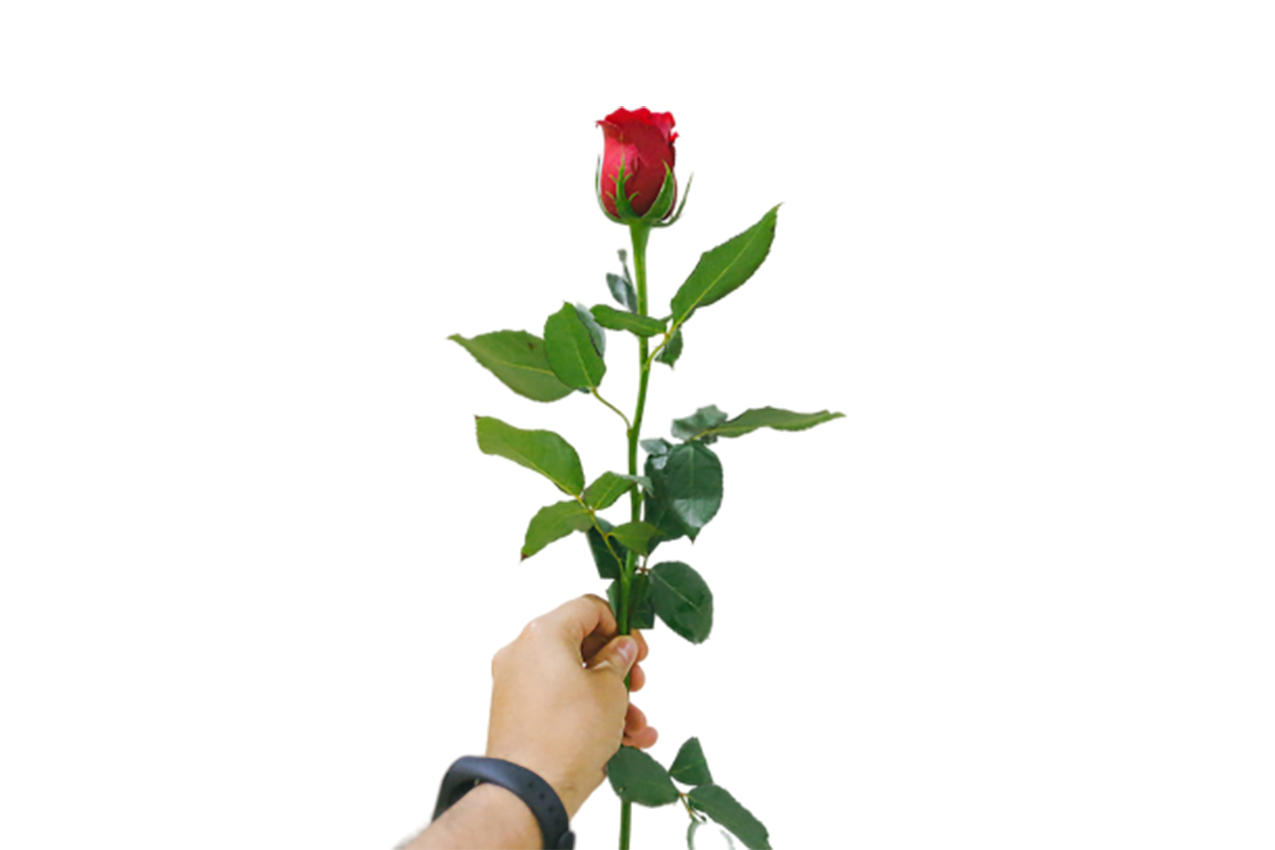 Red Rose in hand transparent background PNG