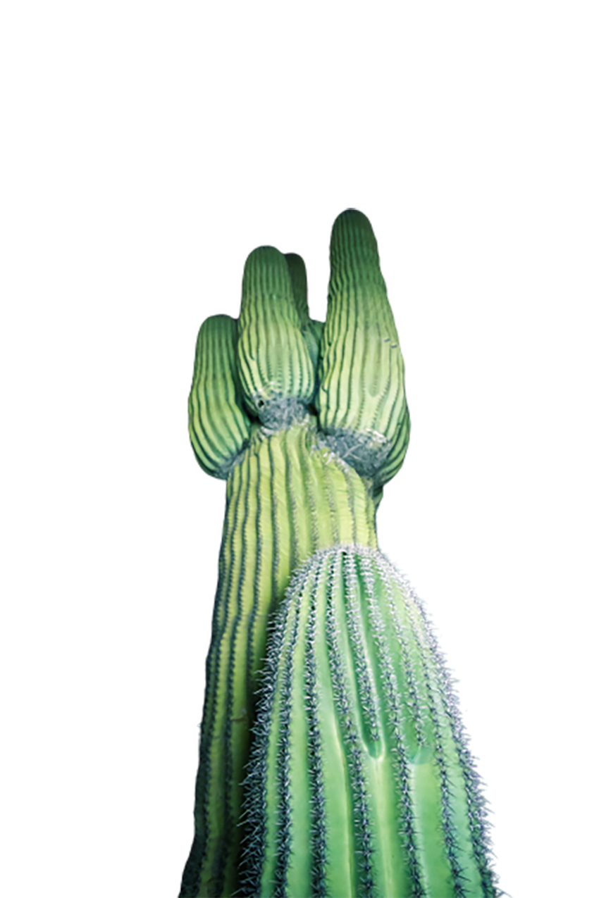 Green Cactus transparent background PNG 