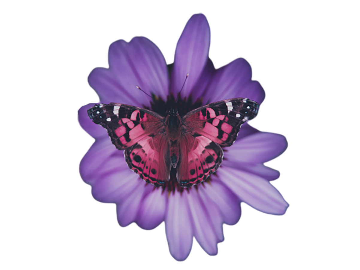 Butterfly on a purple flower transparent background PNG