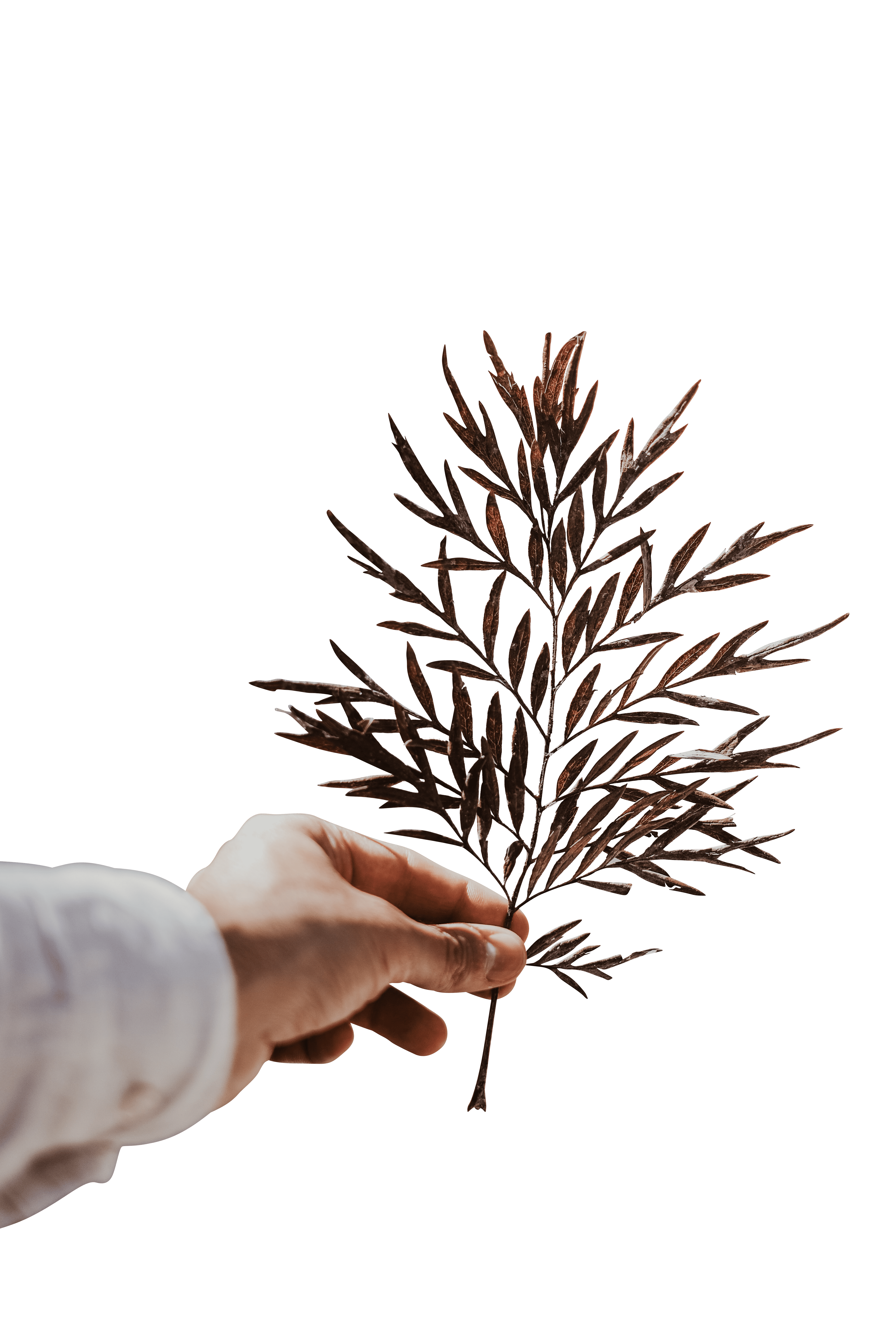 Person holding a fern plant transparent background.png