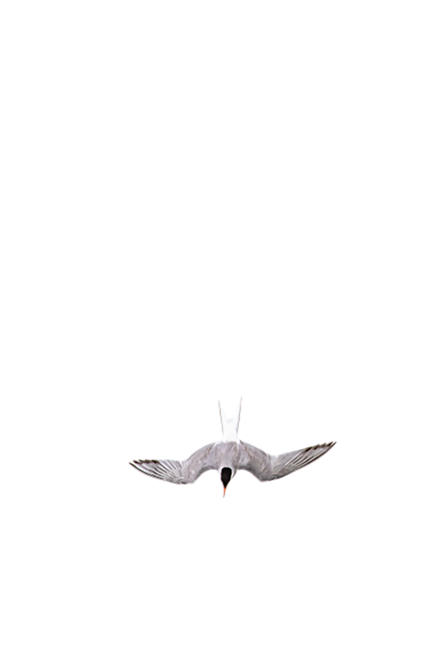 Arctic tern is flying transparent background PNG