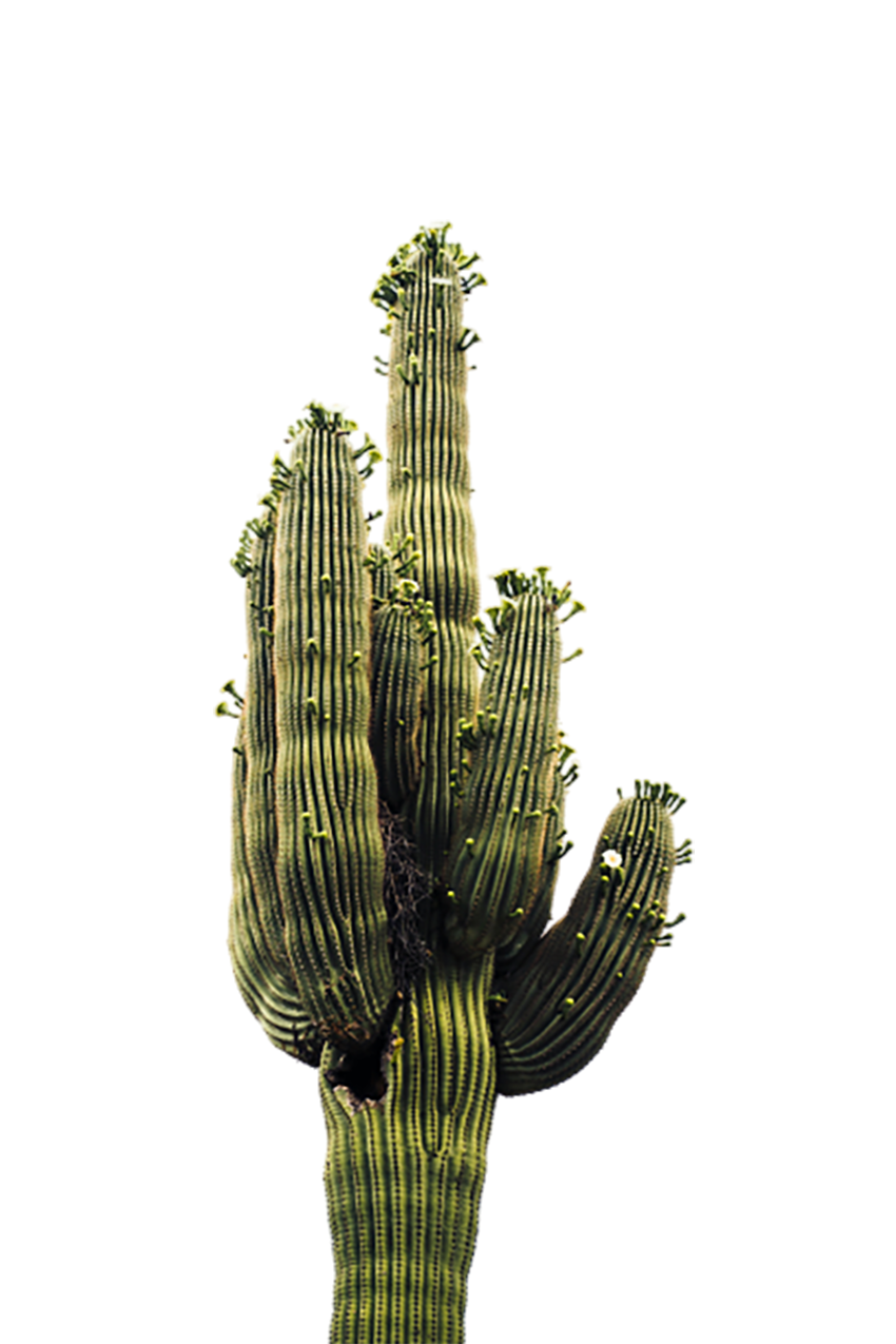 Hedgehog cactus transparent background PNG