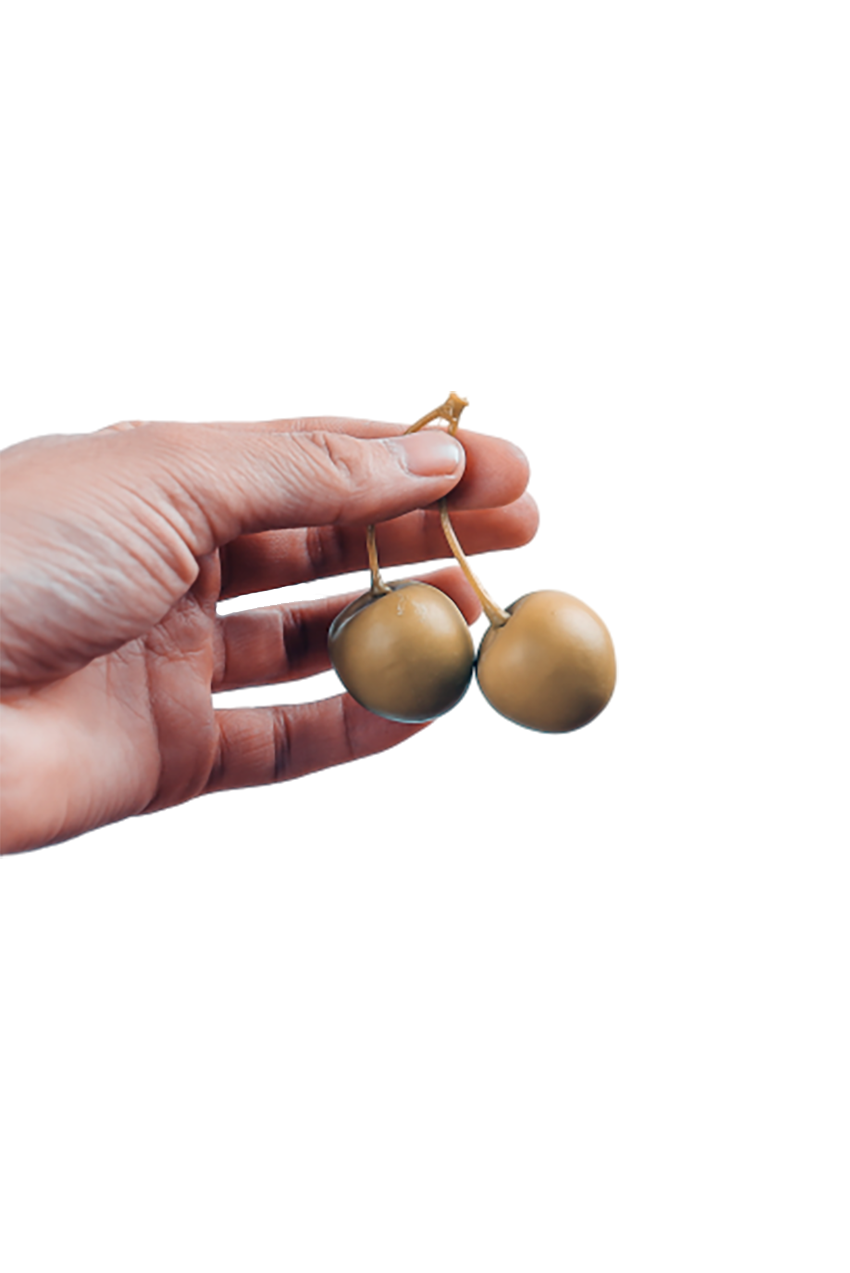 Golden Cherry in hand transparent background PNG 