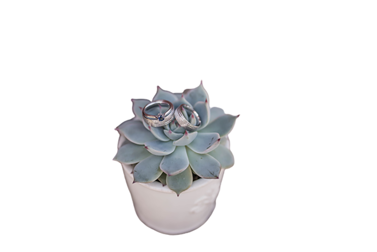 White flower with rings transparent background PNG
