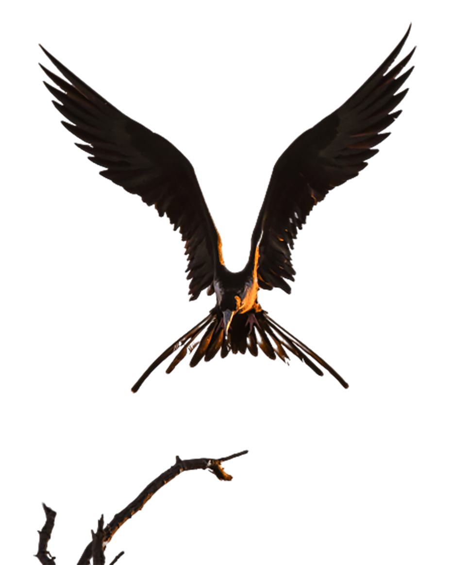 A bird is landing on a branch of tree transparent background PNG