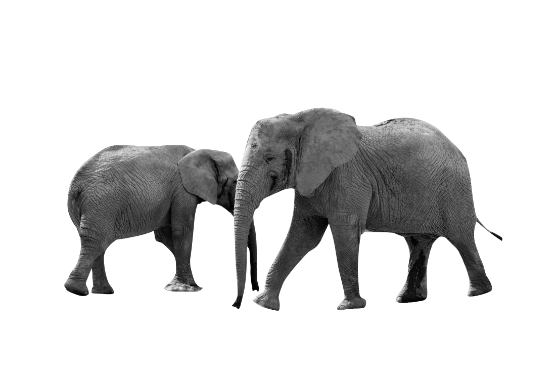 African Elephant Transparent Background PNG