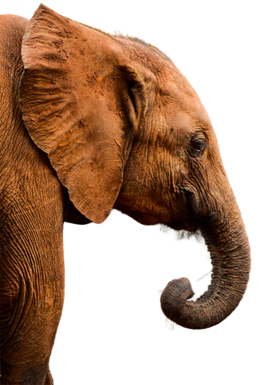 Old Elephant transparent background PNG
