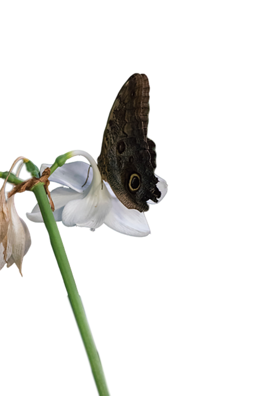 Butterfly sitting on a white flower transparent background PNG 