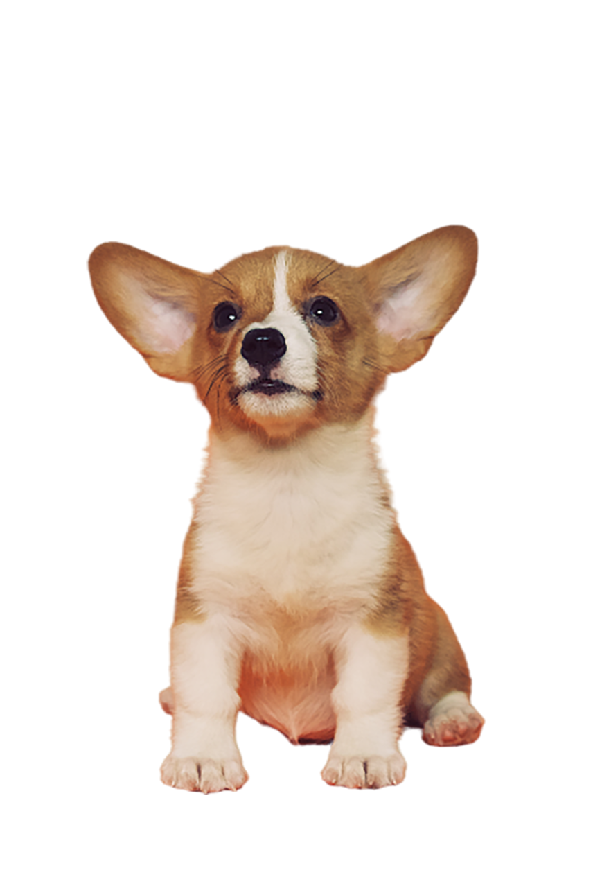 A brown-white puppy transparent background PNG 