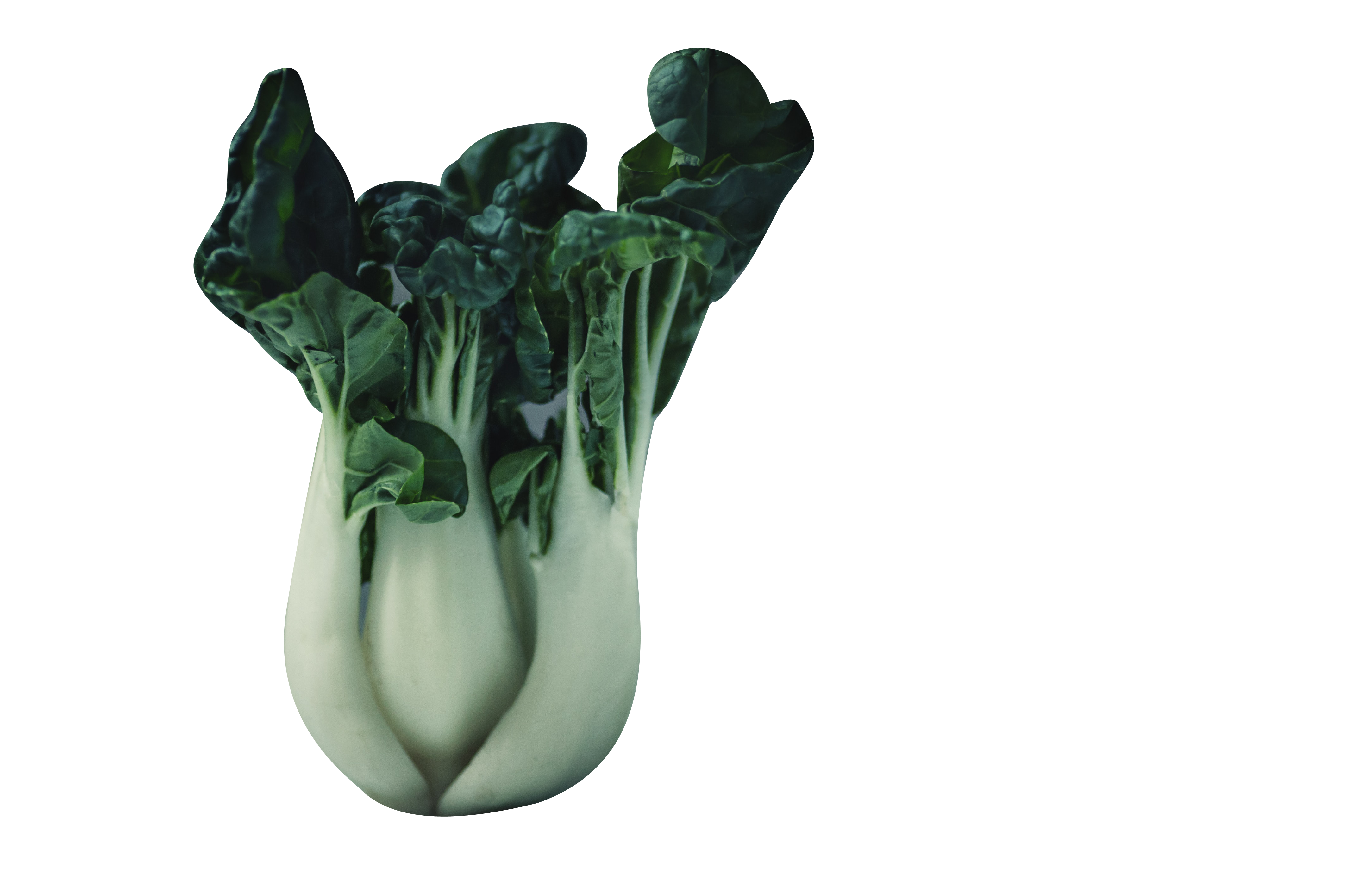 Cabbage Bok Choy Transparent Background PNG