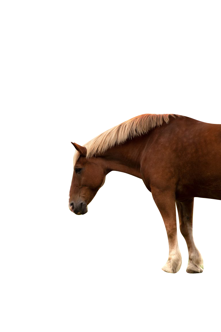 horse in pasture Transparent Background PNG