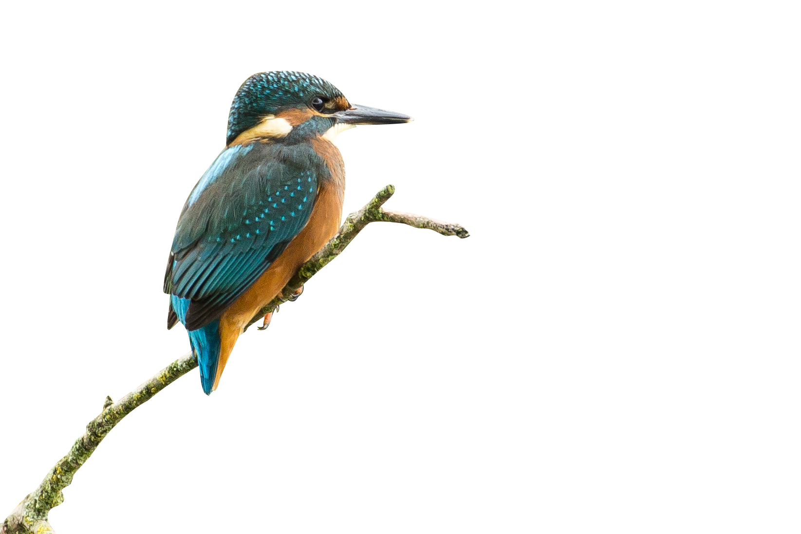 King Fisher on Watch Transparent Background PNG