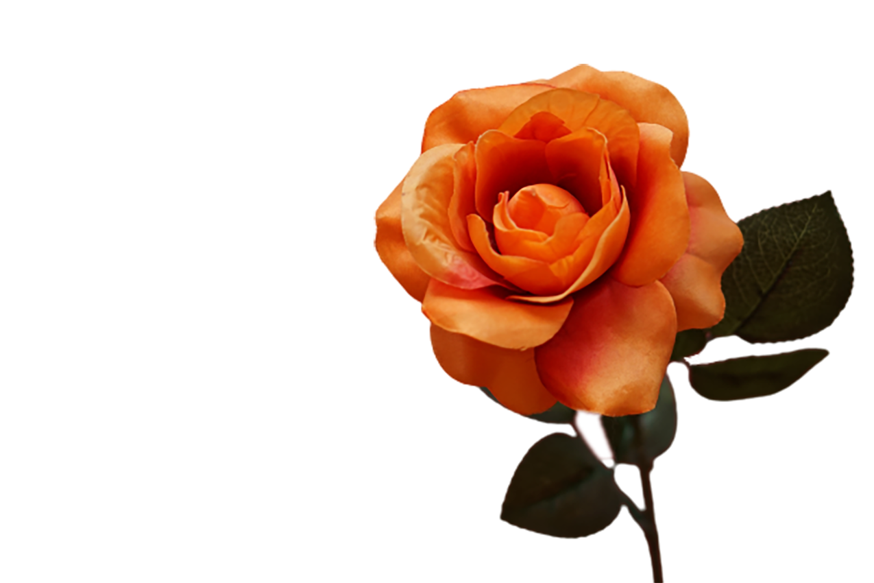 Orange Rose transparent background PNG 