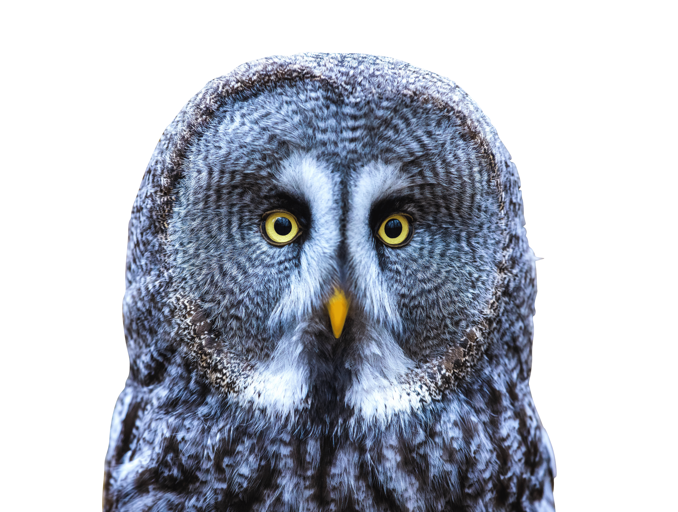 Closeup owl portrait transparent background.png