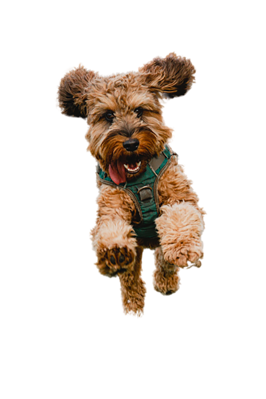 Excited Cute Pet Dog transparent background PNG