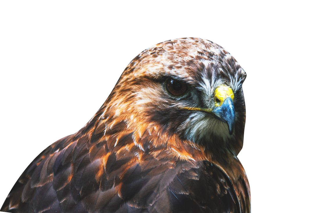 Brown Eagle Transparent Background PNG