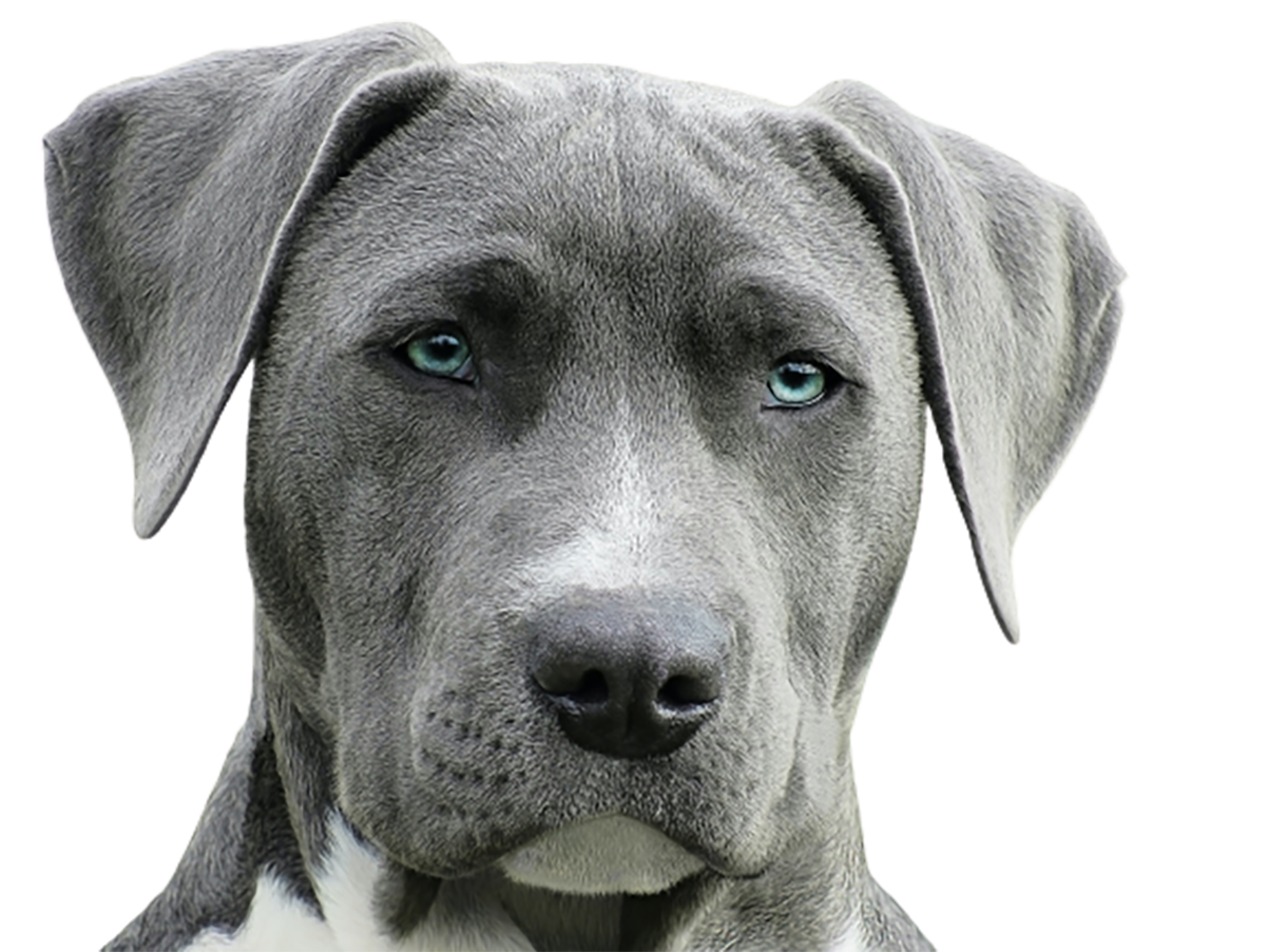 Dog face in black and white transparent background PNG