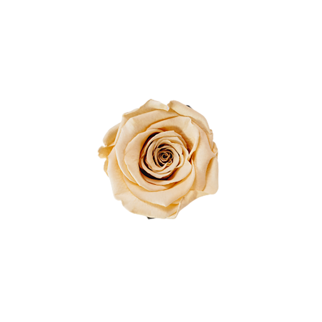 Off-white Rose top view transparent background PNG