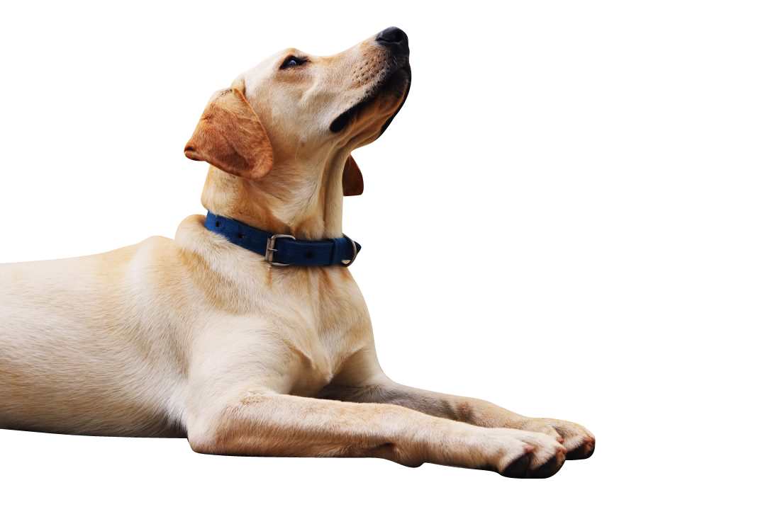 Dog Looking Up Transparent Background PNG