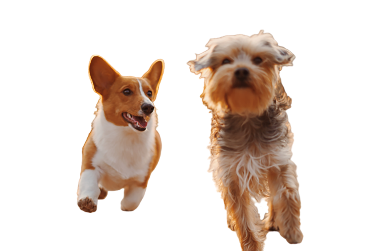 Two dogs running transparent background PNG