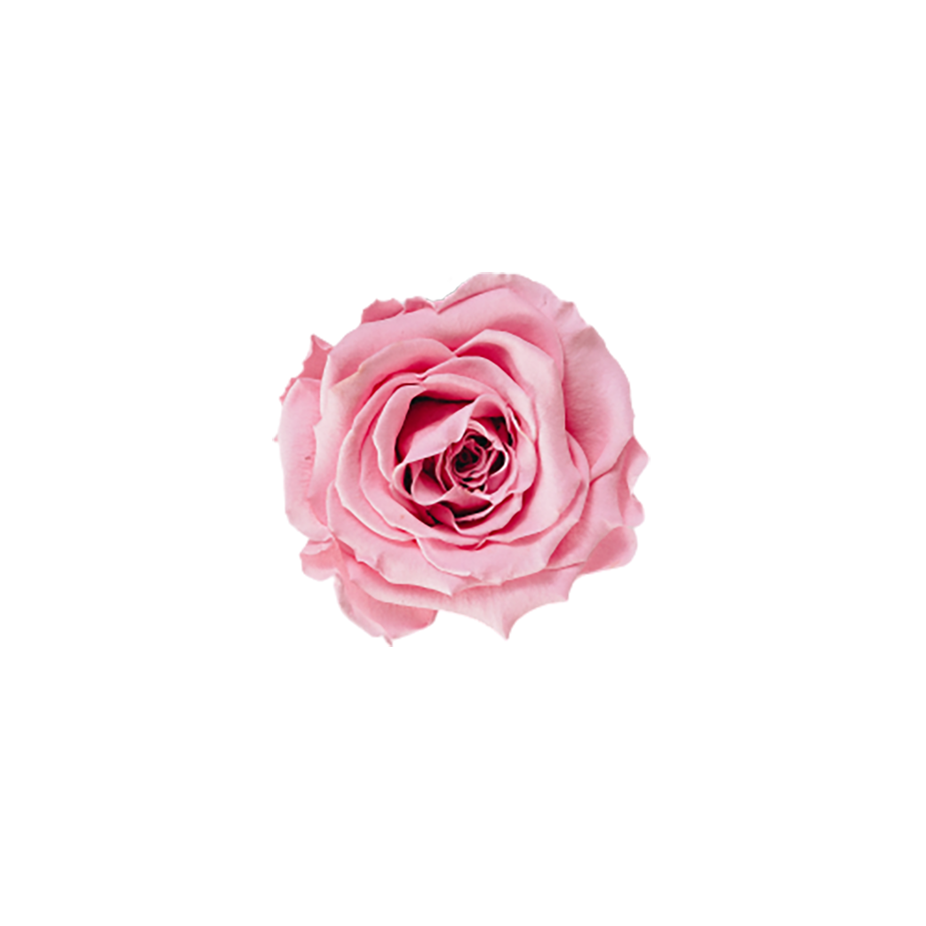 Pink Rose transparent background PNG 