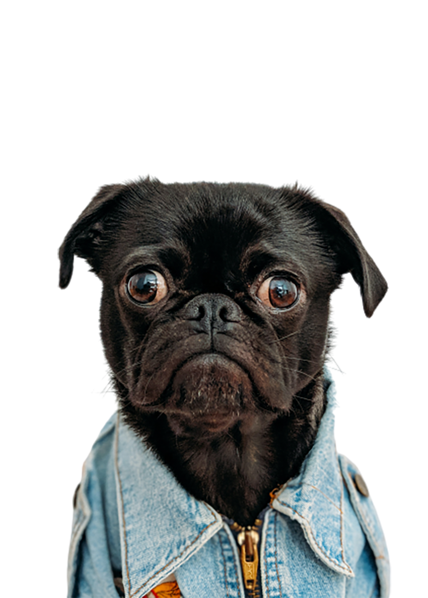Old pug dog in blue dress transparent background PNG