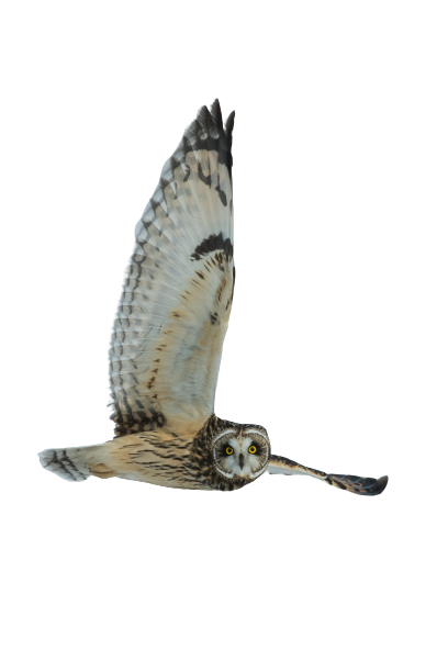  White-black Owl is flying transparent background PNG