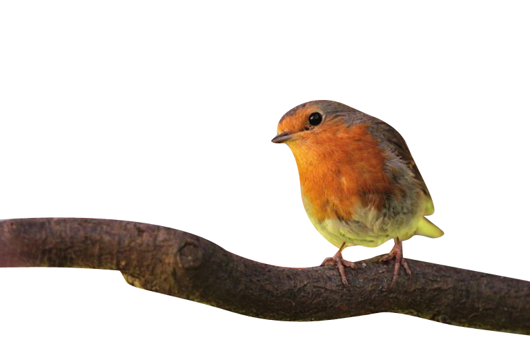 orange gray yellow bird Transparent Background PNG