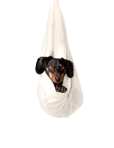 Dog sitting on a hanging cloth transparent background PNG