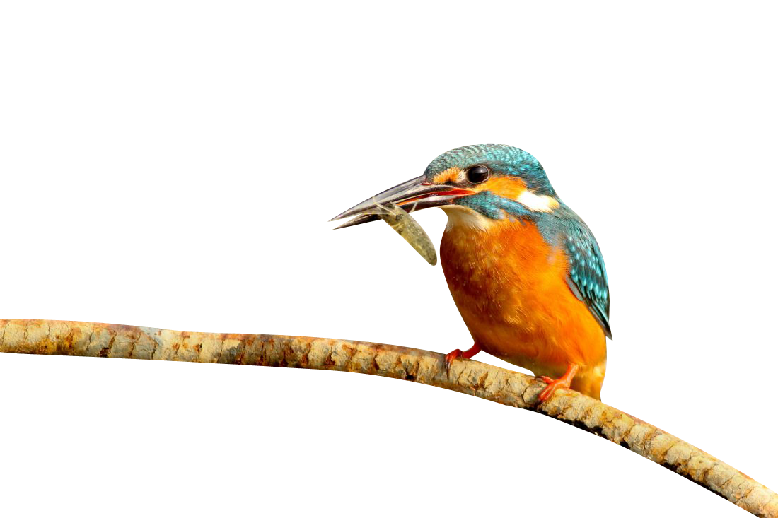 Kingfisher bird Transparent Background PNG
