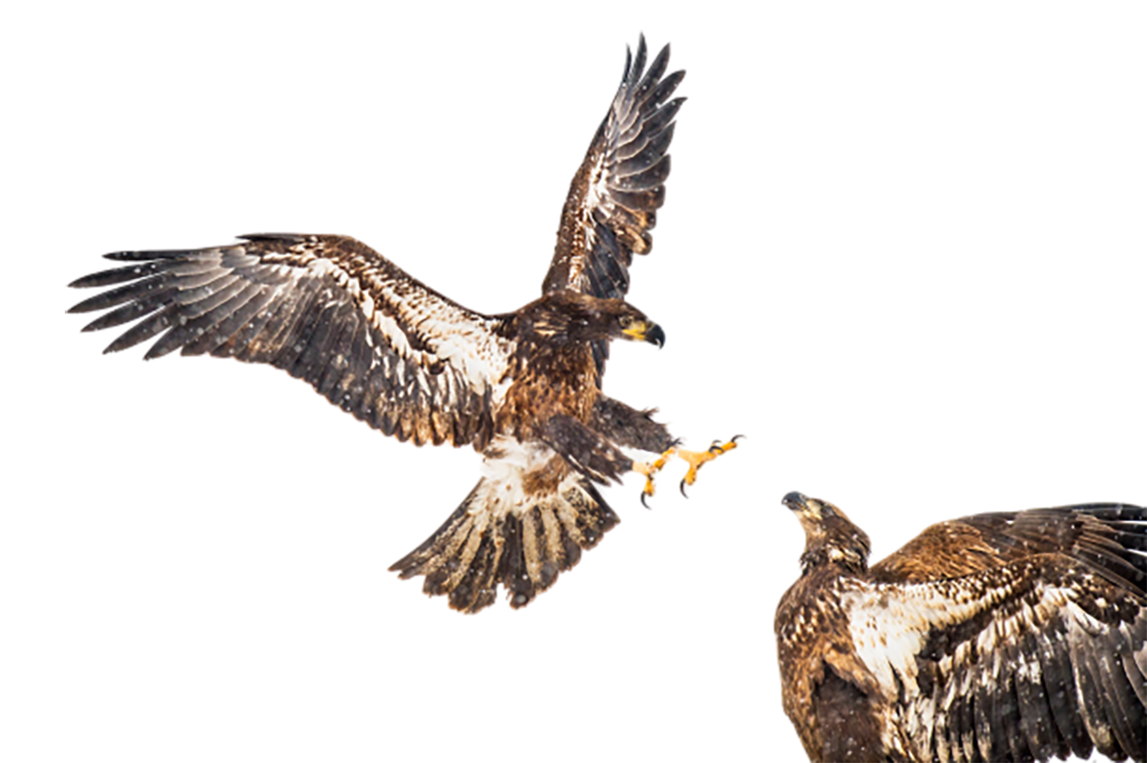 Eagles Fight, dispersed transparent background PNG