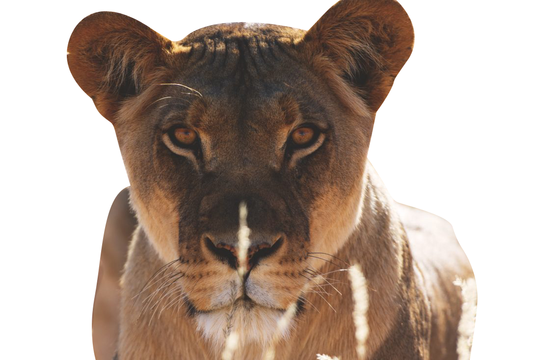 Lion Face Photo Transparent Background PNG