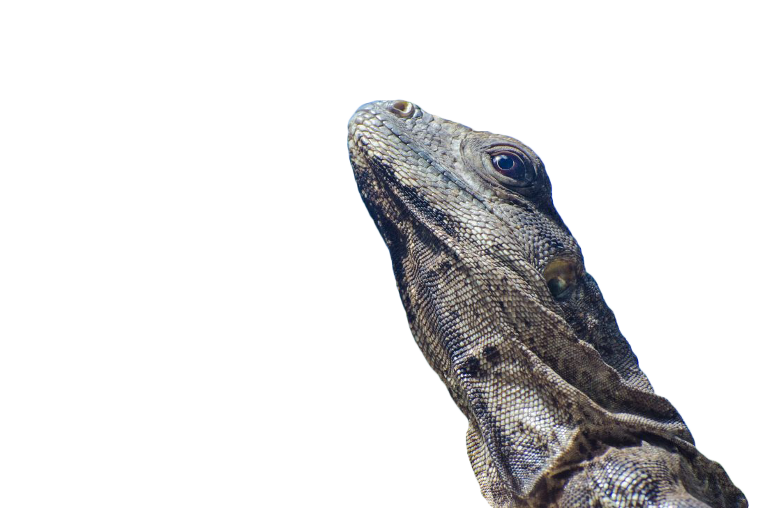 iguana lizard Transparent Background PNG