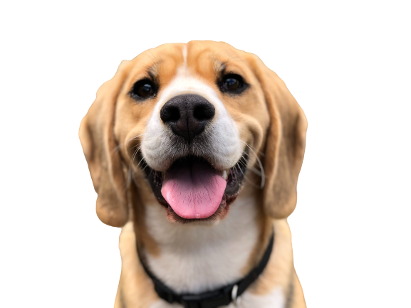 Dog with open mouth transparent background PNG