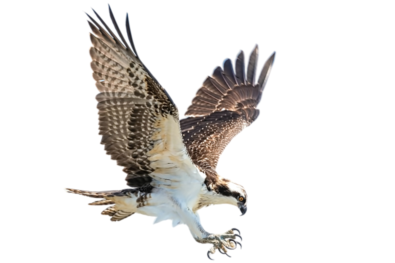 Falcon, catching its prey transparent background PNG