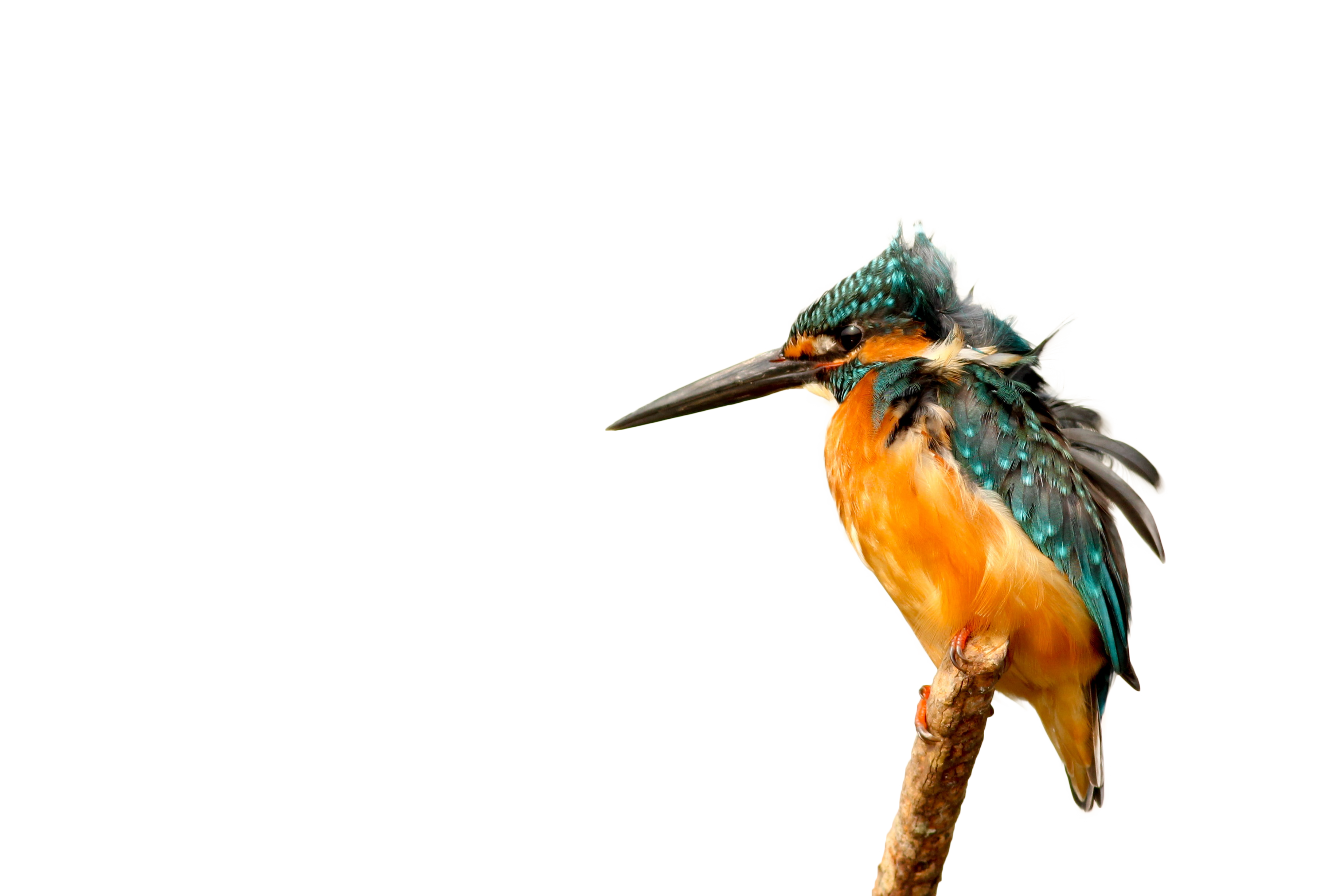 Yellow Bird Transparent Background PNG