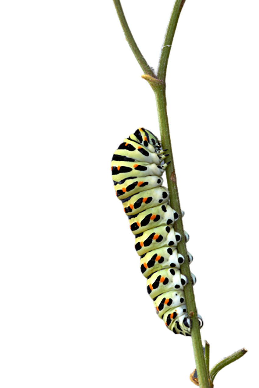 Caterpillar on the branch transparent background PNG