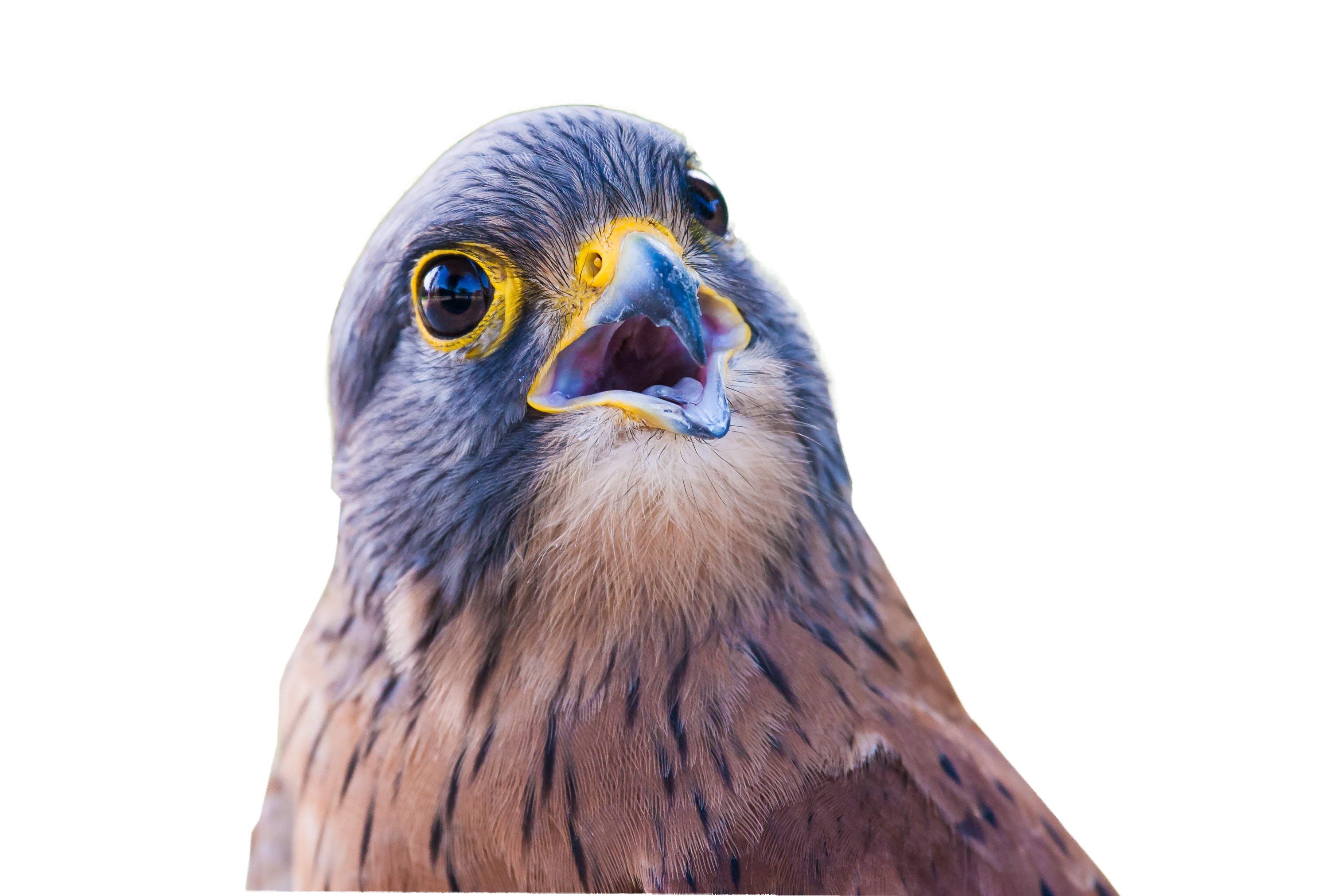Eagle Bird Closeup Transparent Background PNG