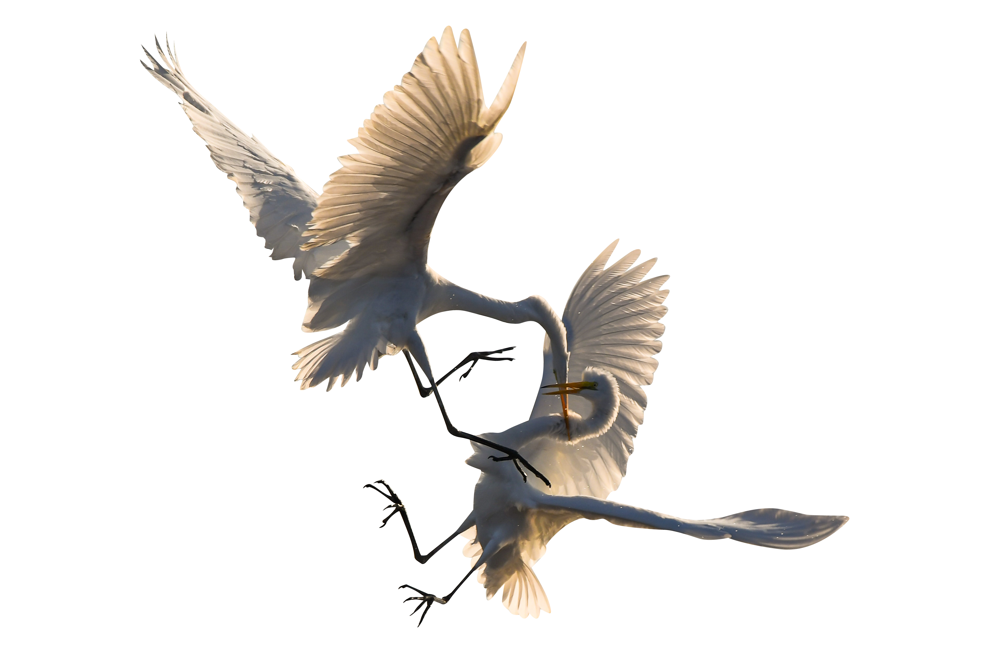 Birds Fighting Transparent Background PNG